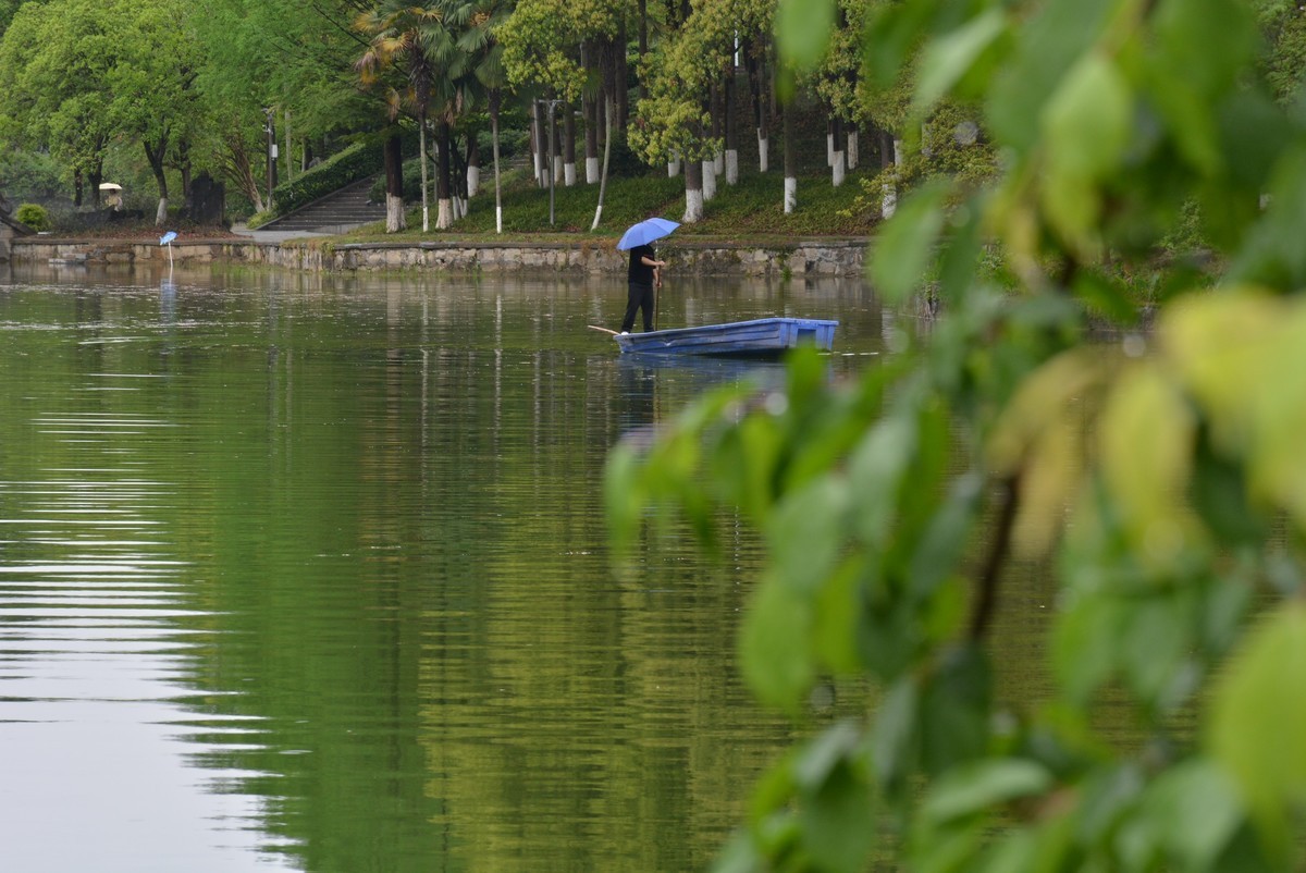 校园春色绿油油