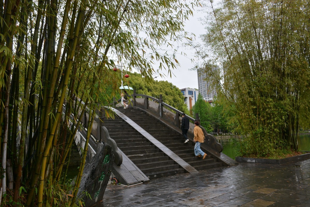 校园春色绿油油