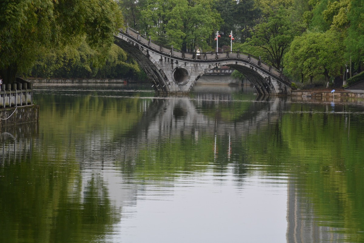 校园春色绿油油