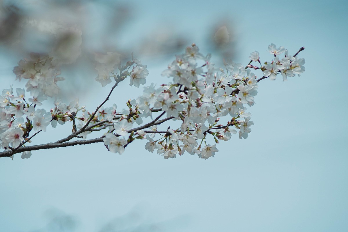 又是一年拍花季-中关村在线摄影论坛