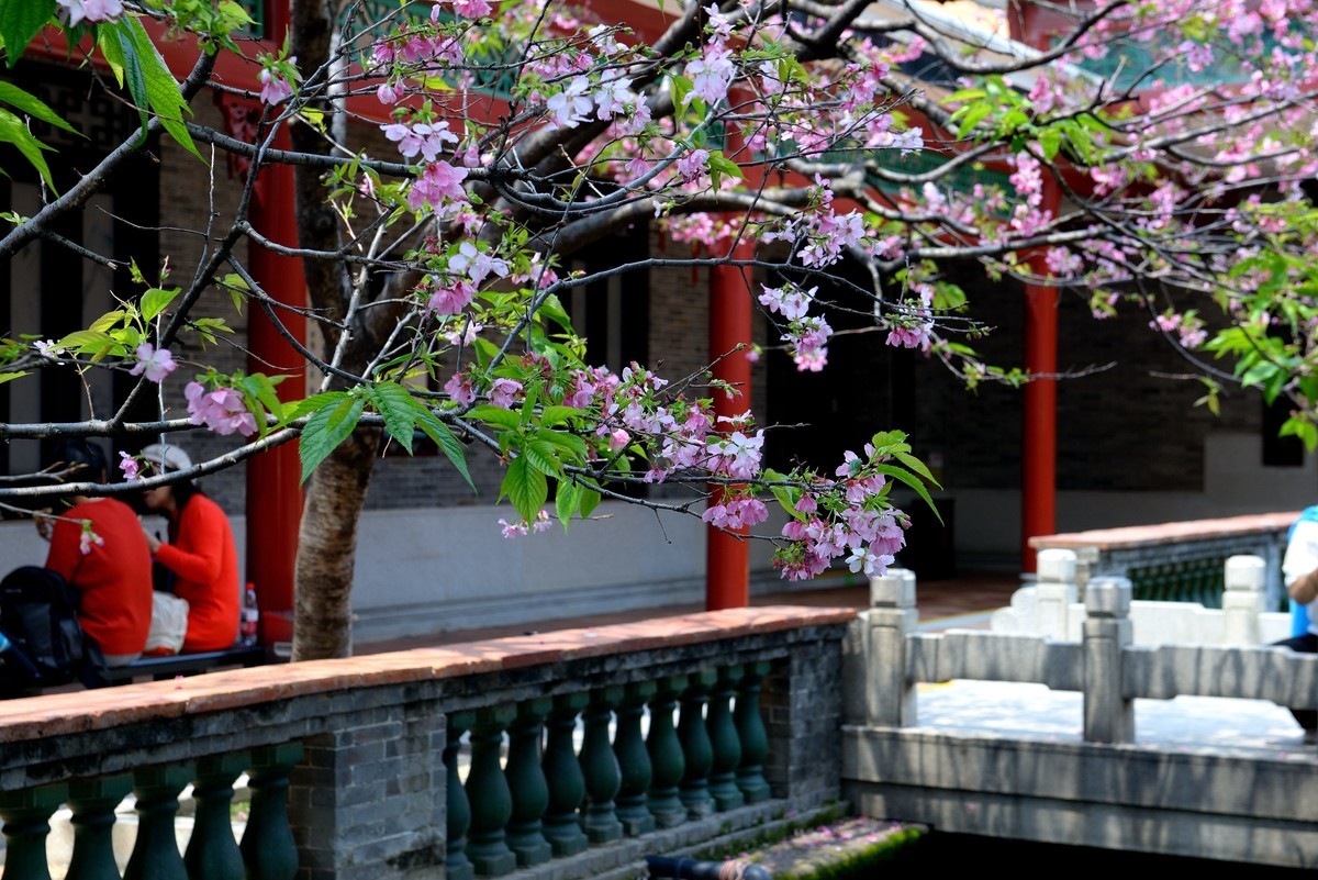 广州宝墨园樱花