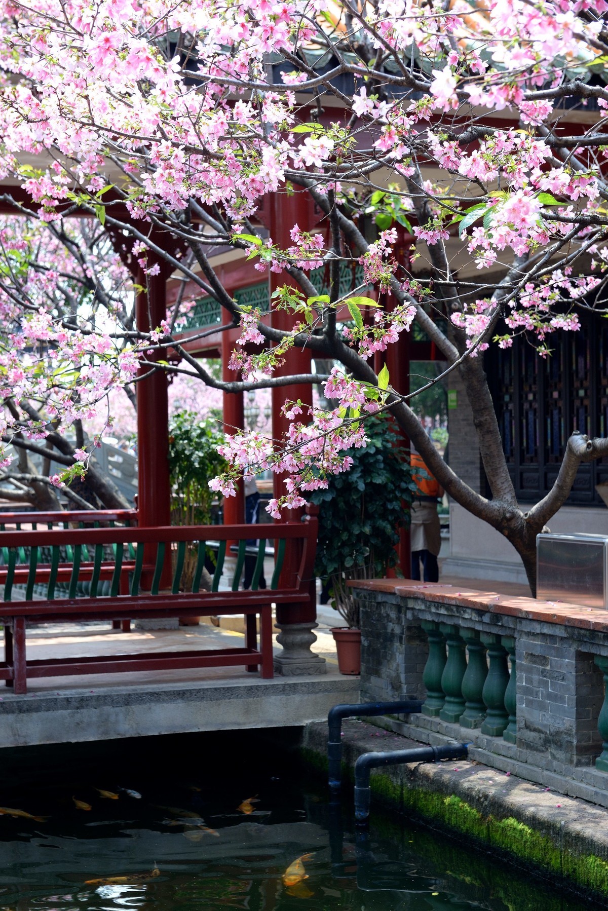 广州宝墨园樱花