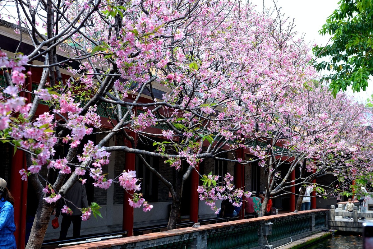 广州宝墨园樱花
