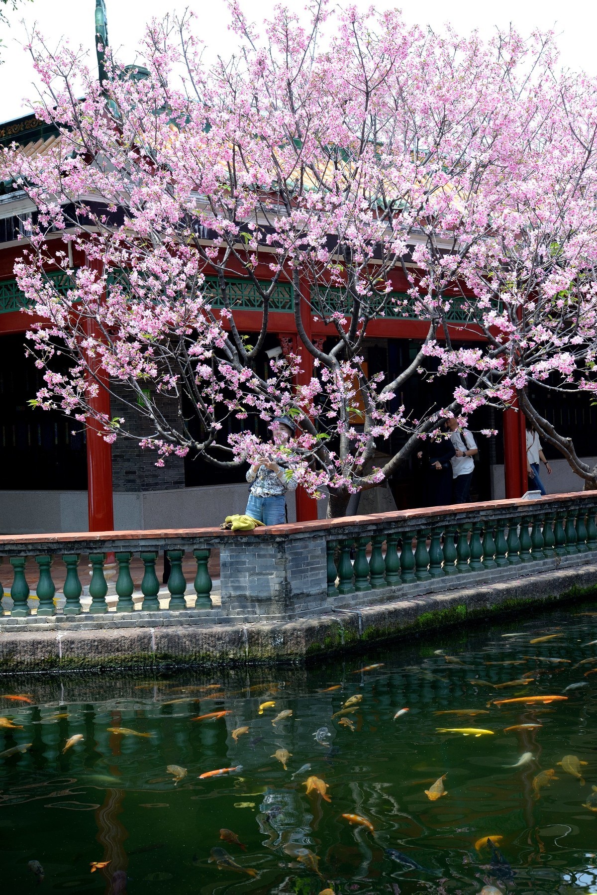 广州宝墨园樱花