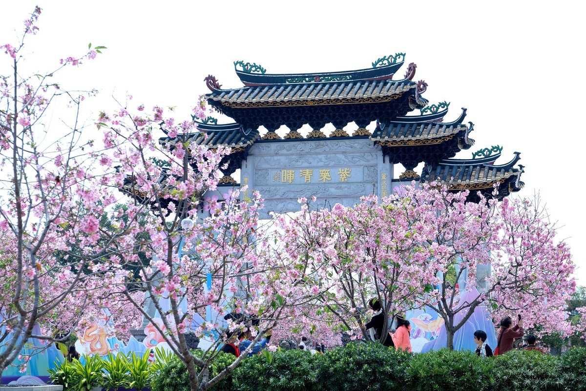 广州宝墨园樱花