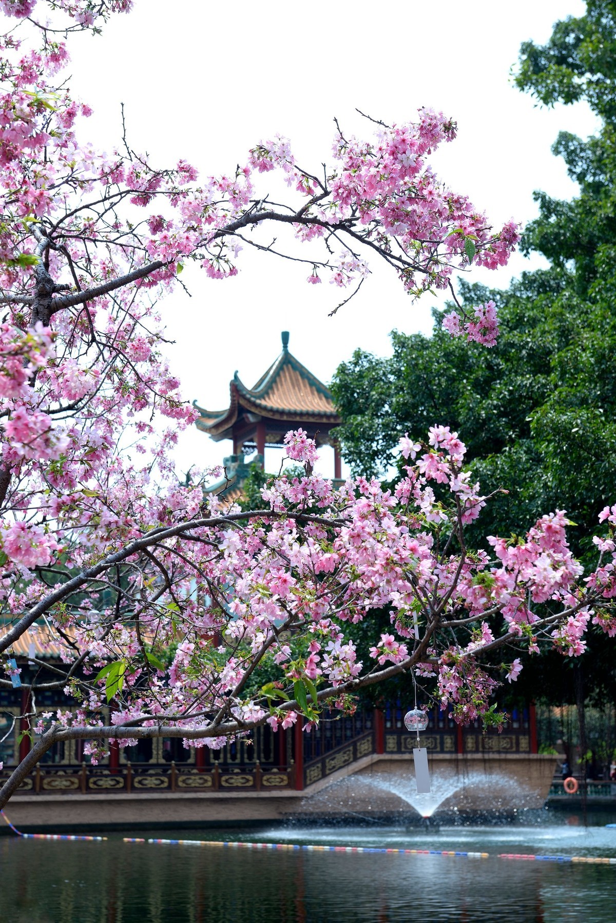 广州宝墨园樱花