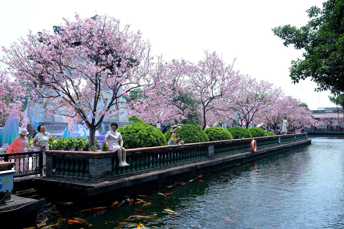 广州宝墨园樱花