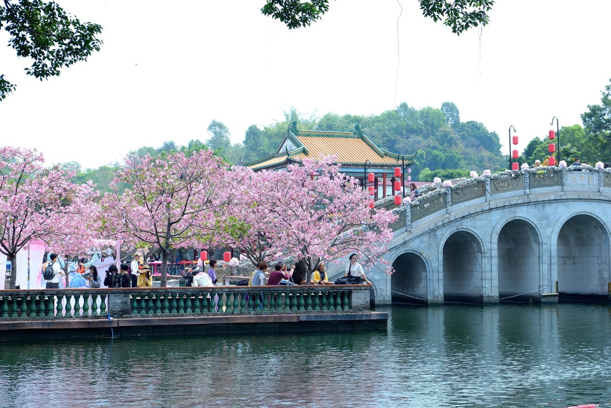 广州宝墨园樱花