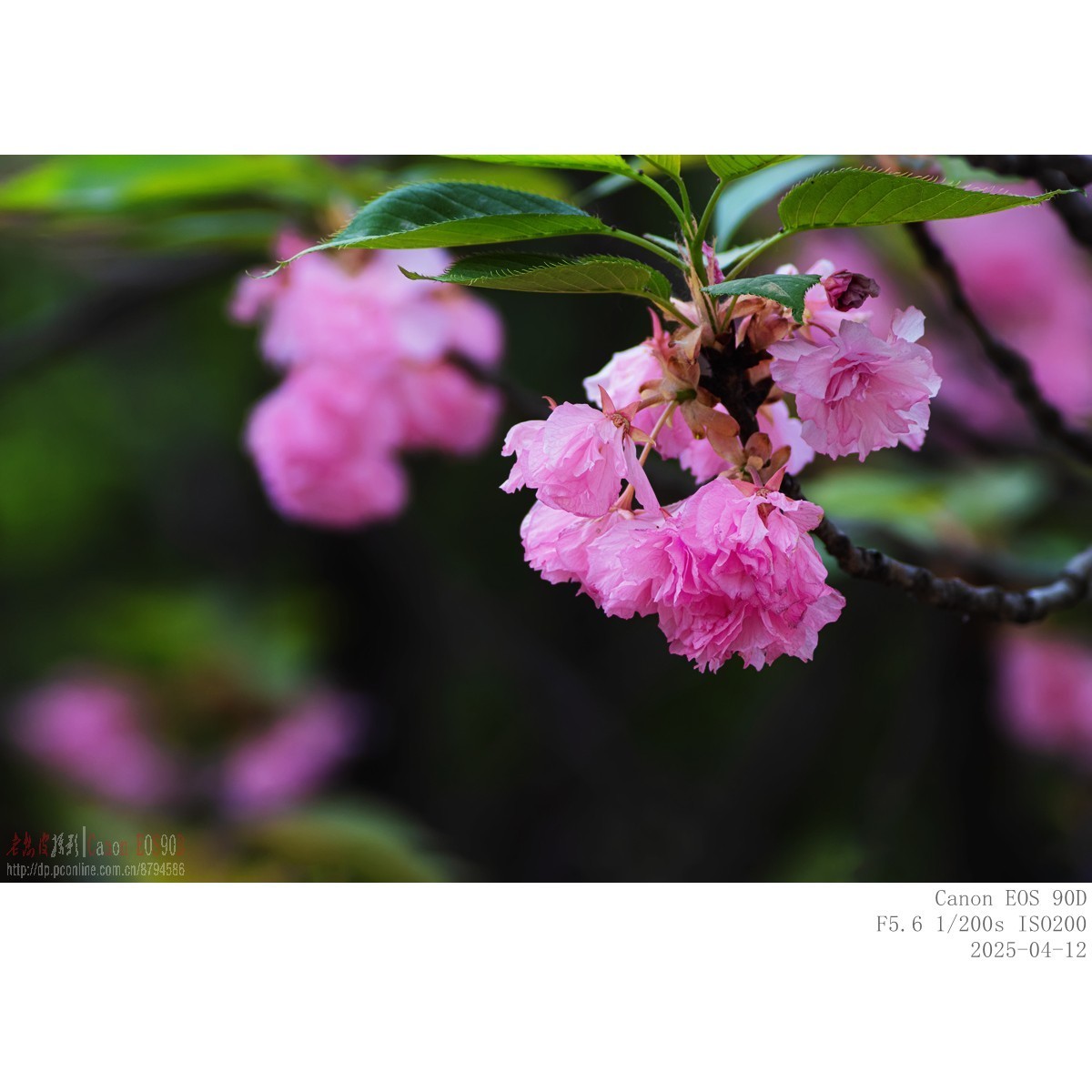 樱花 榆钱
