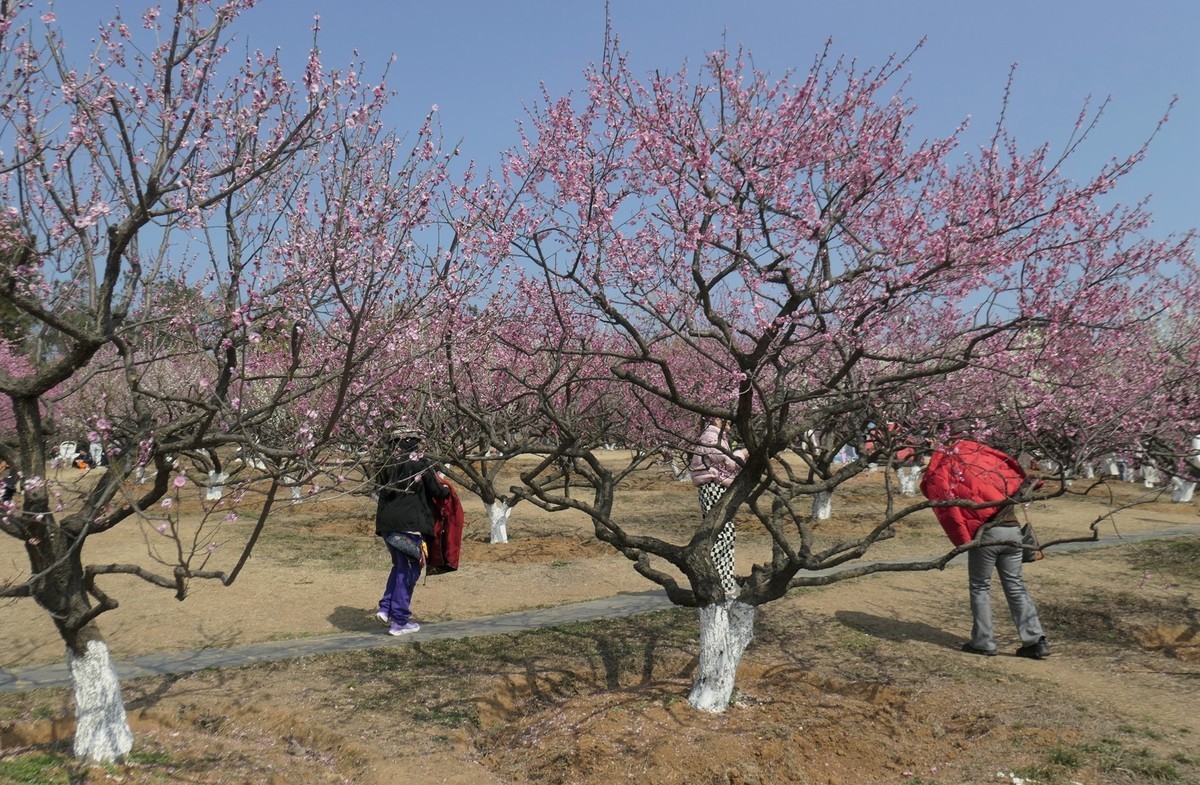 森林公园梅花山（完）
