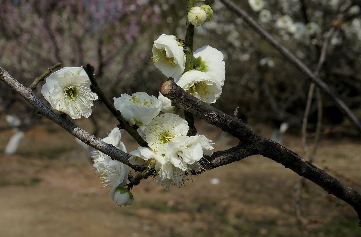森林公园梅花山（完）