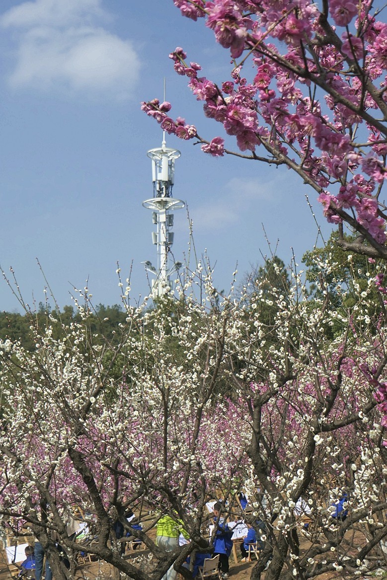 森林公园梅花山（完）