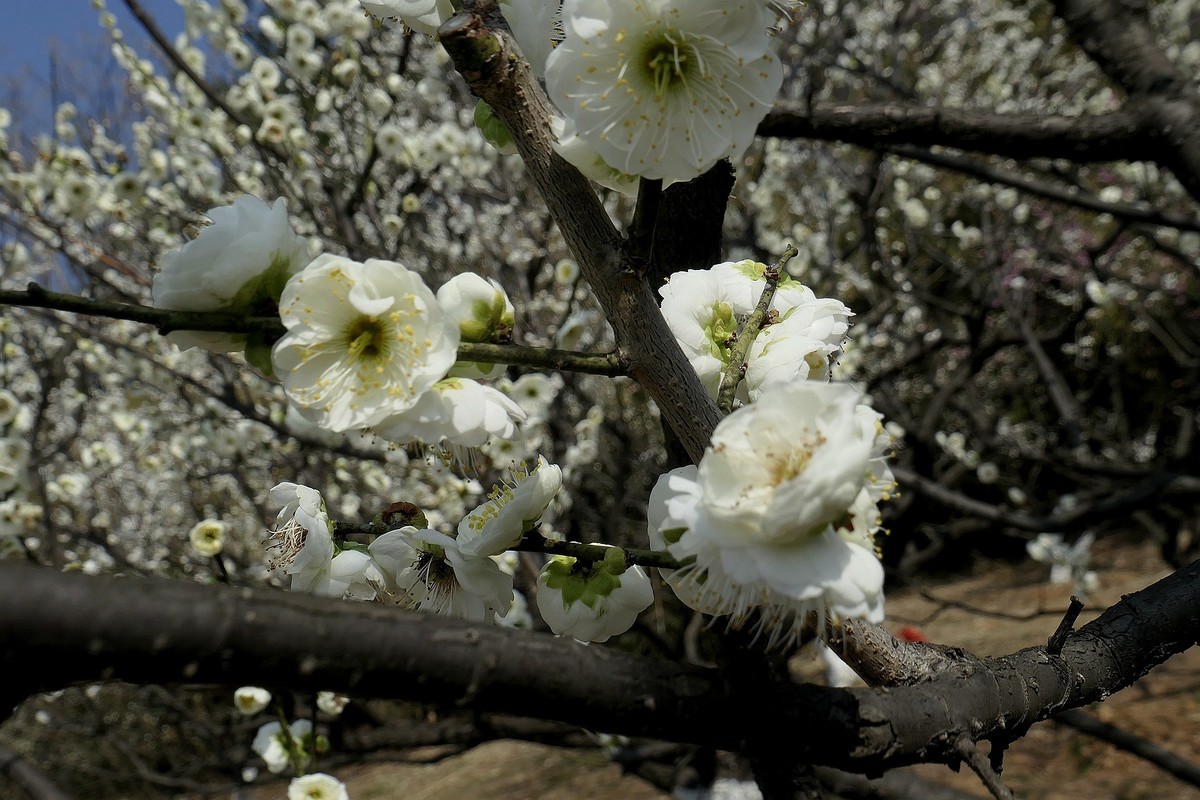 森林公园梅花山（完）