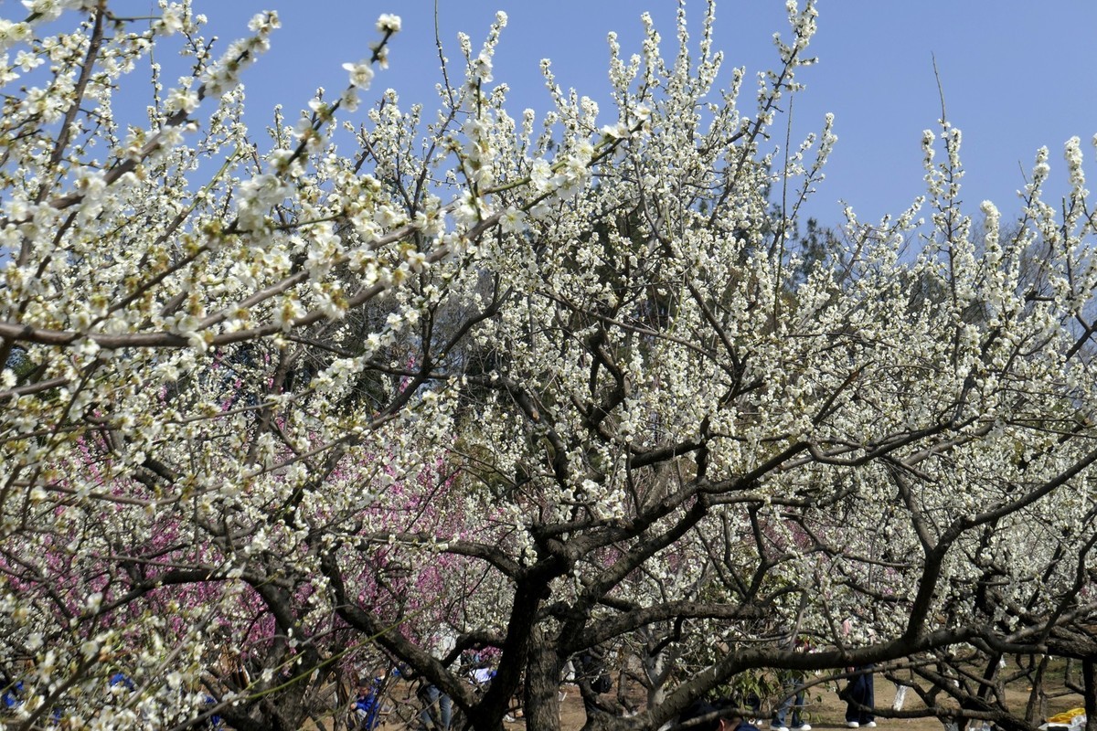 森林公园梅花山（完）
