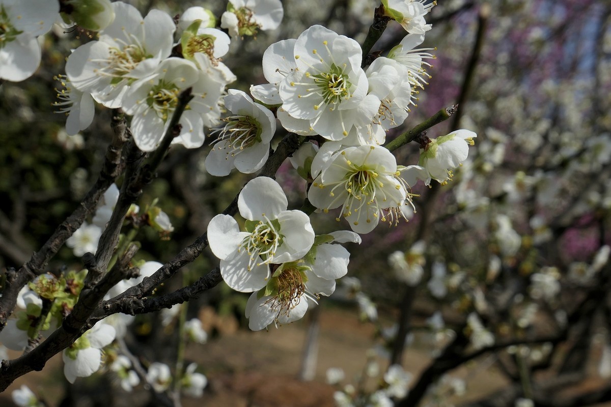 森林公园梅花山（完）