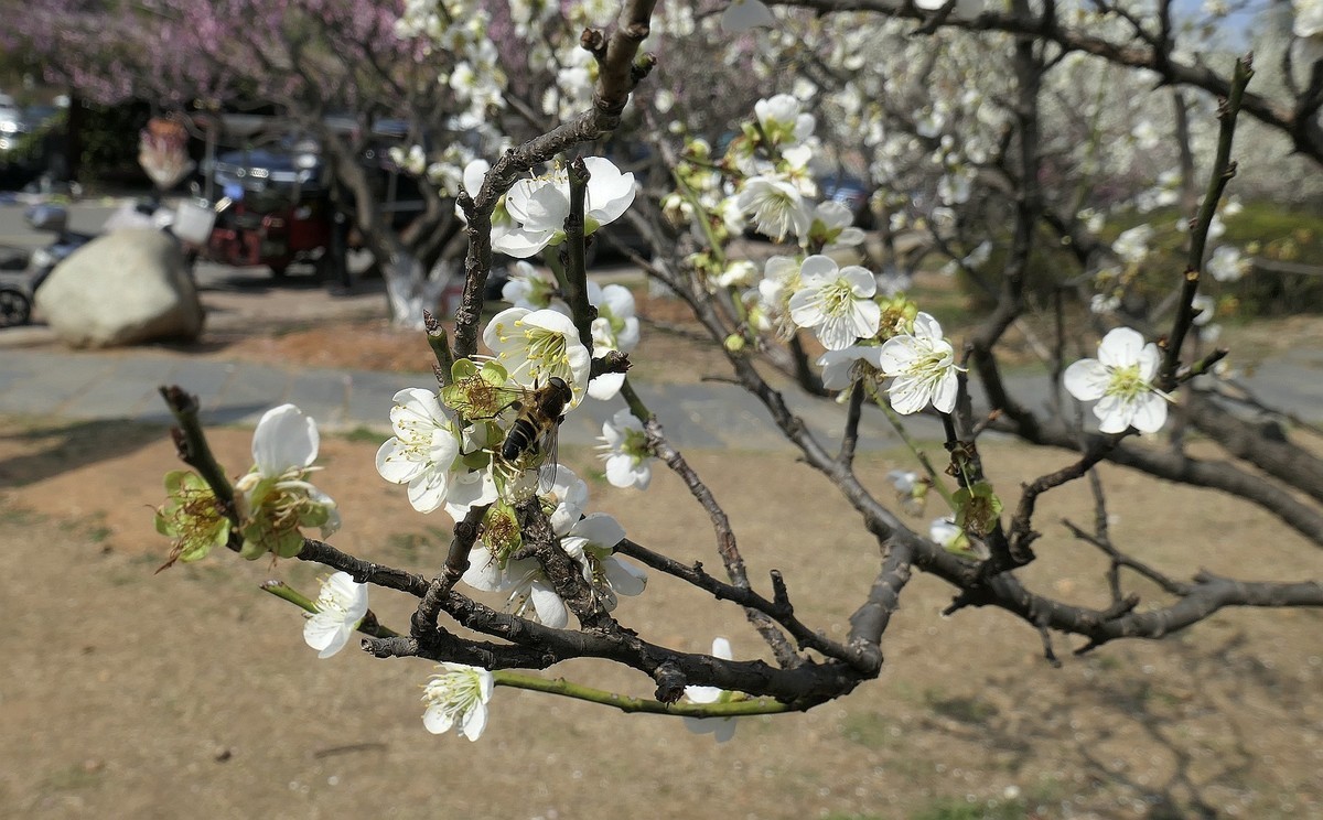 森林公园梅花山（完）