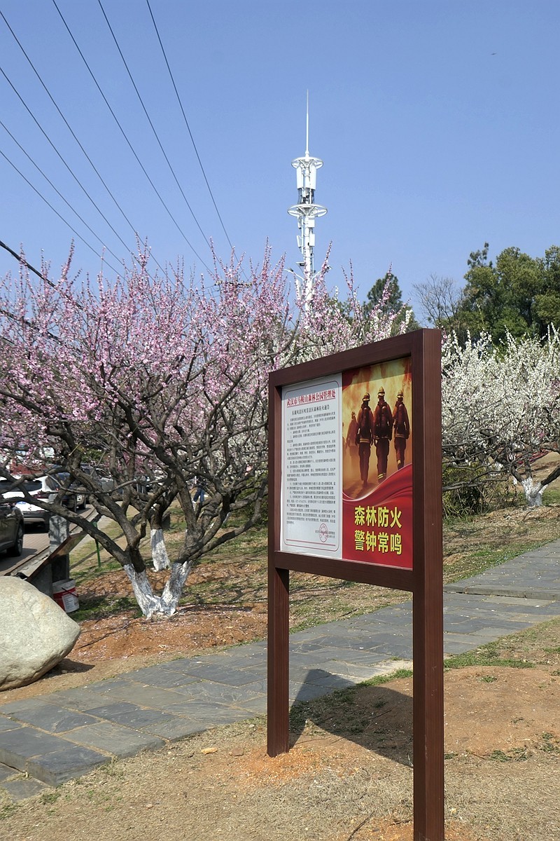 森林公园梅花山（完）