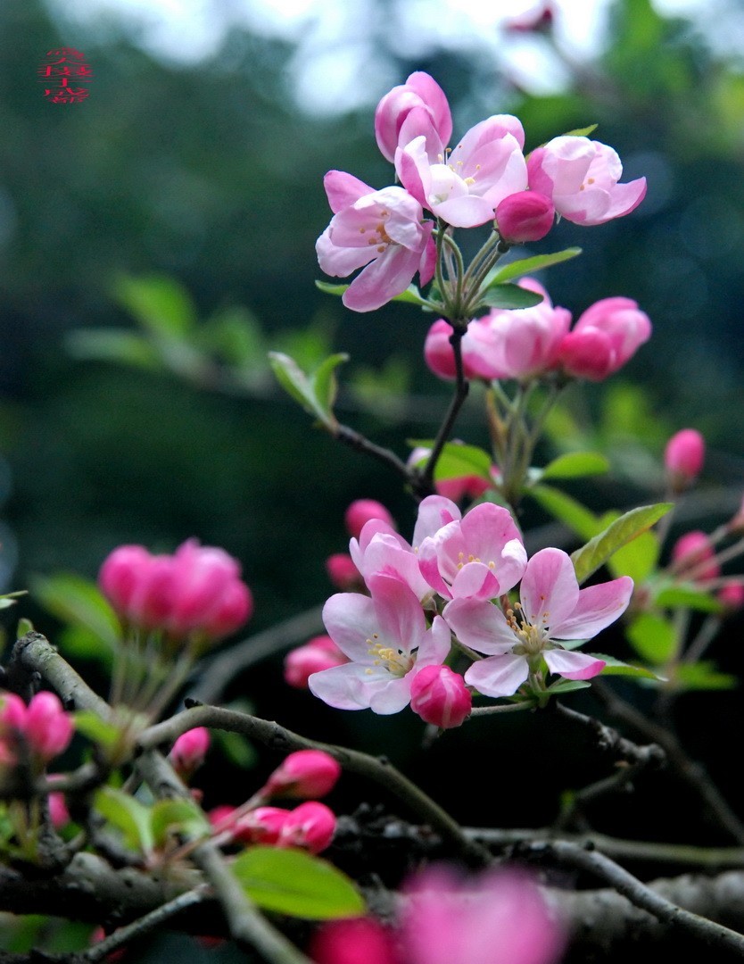 3.16，阴，花儿开锦鲤游  周鸣天