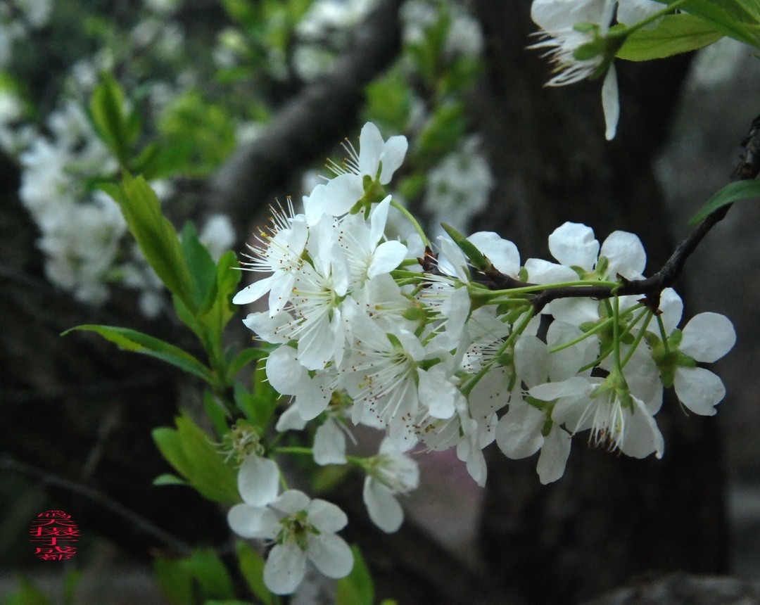3.16，阴，花儿开锦鲤游  周鸣天