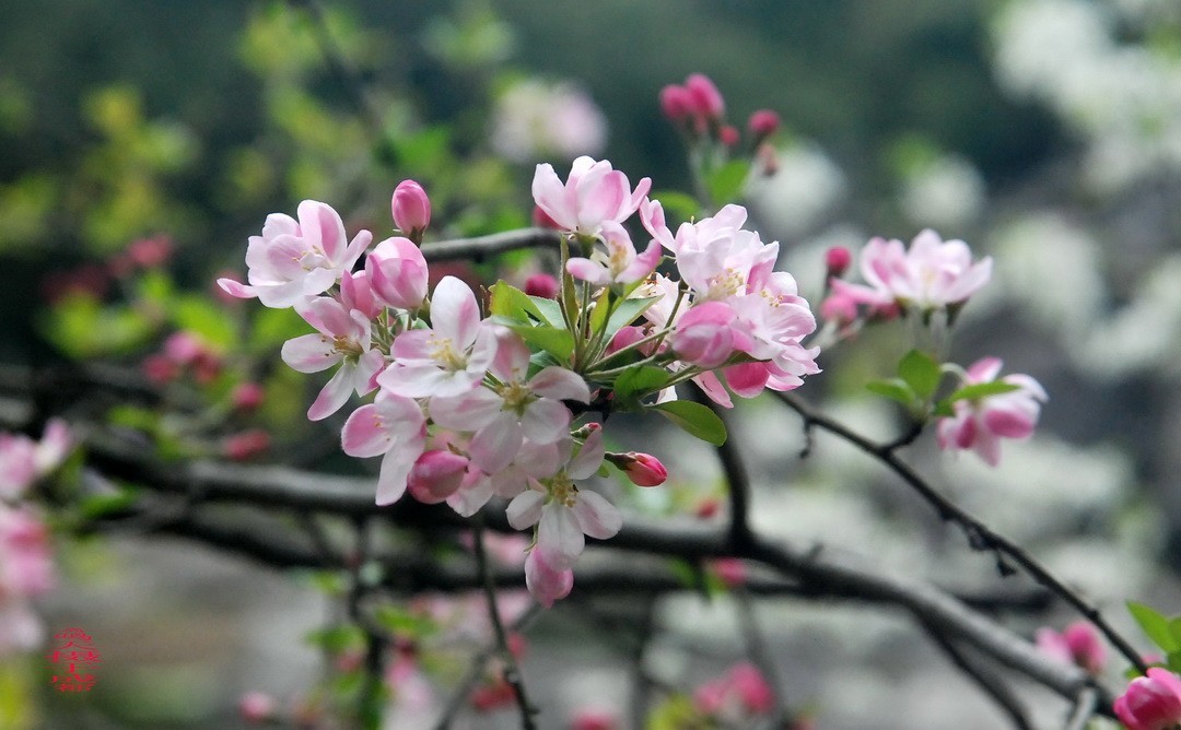 3.16，阴，花儿开锦鲤游  周鸣天