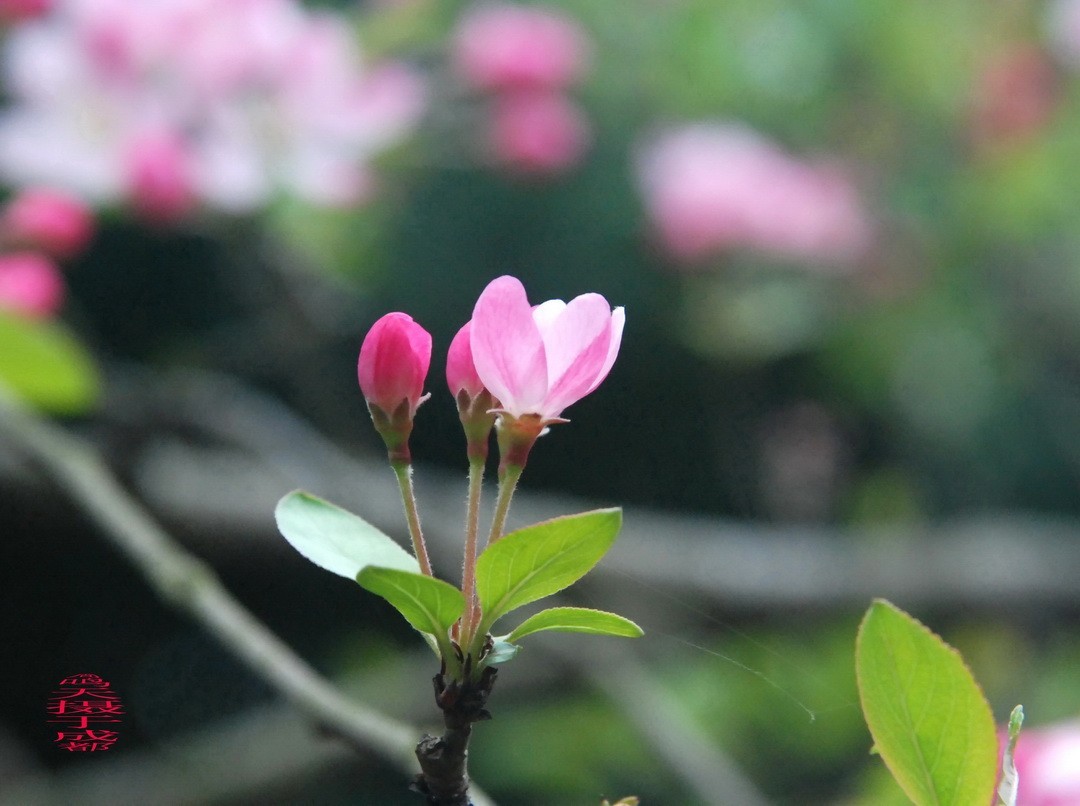 3.16，阴，花儿开锦鲤游  周鸣天