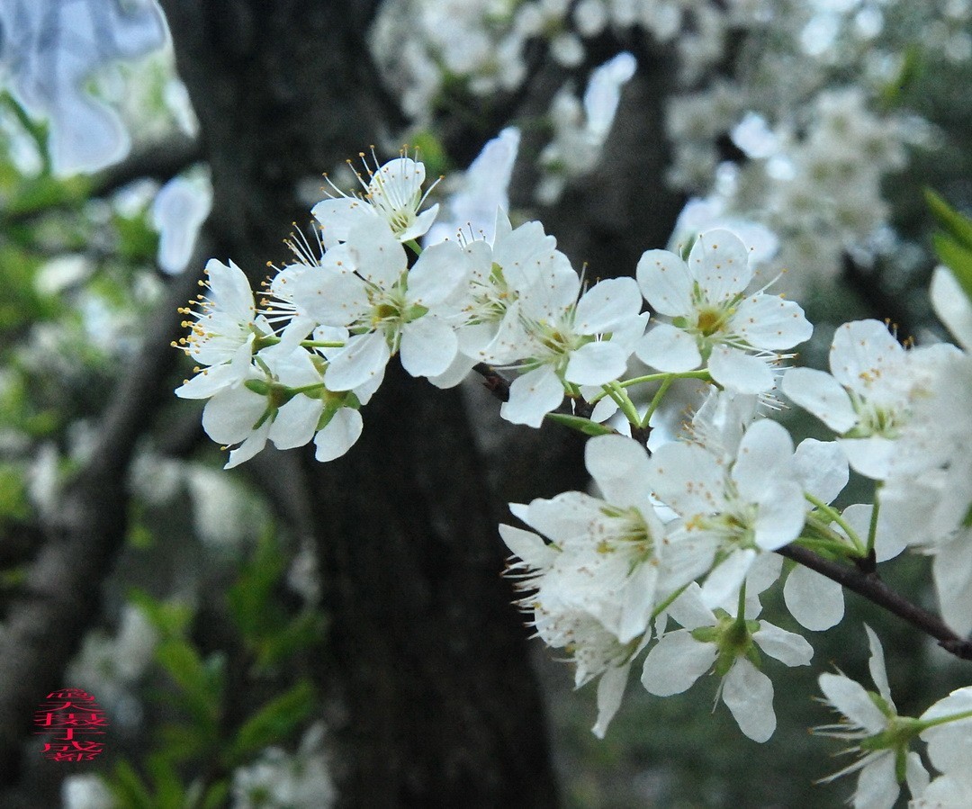 3.16，阴，花儿开锦鲤游  周鸣天