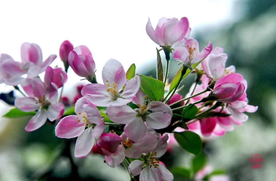 3.16，阴，花儿开锦鲤游  周鸣天