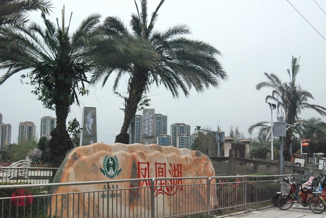 3.16，阴，花儿开锦鲤游  周鸣天