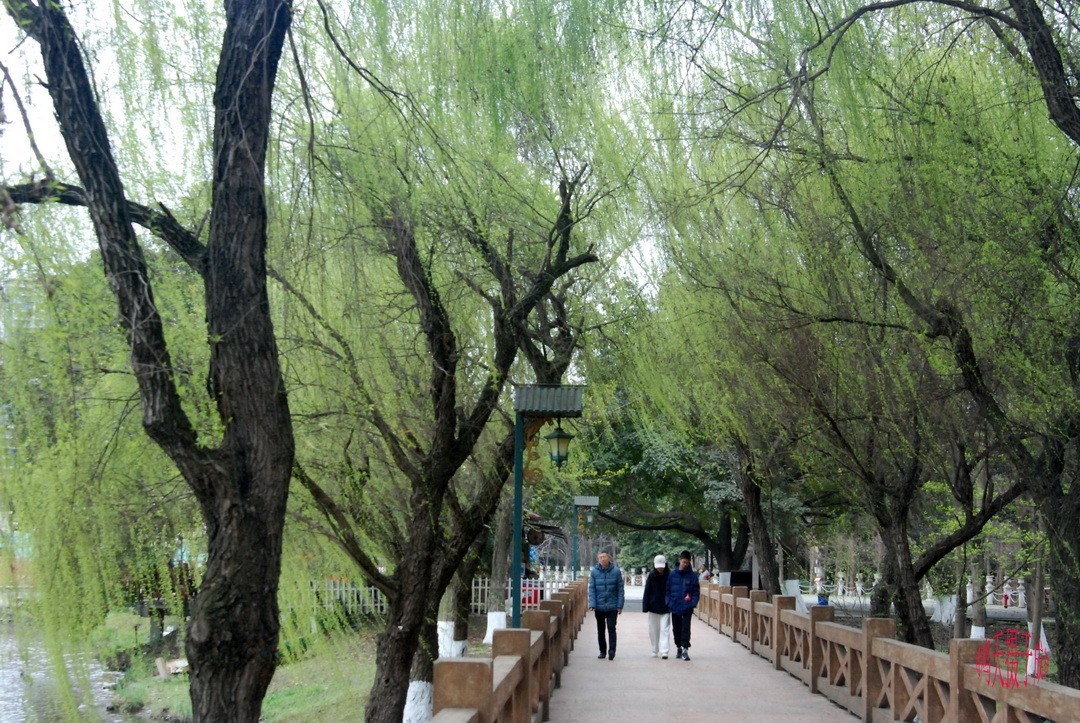 3.16，阴，花儿开锦鲤游  周鸣天