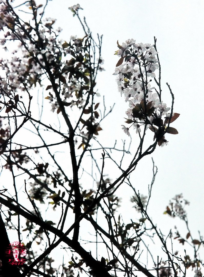 3.16，阴，花儿开锦鲤游  周鸣天