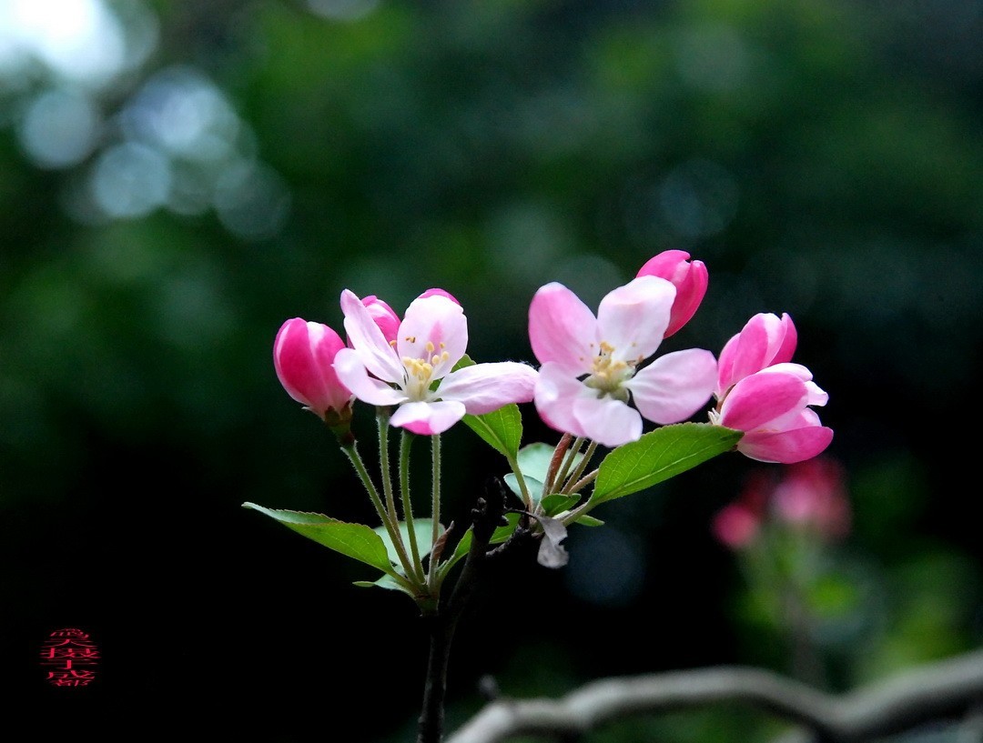 3.16，阴，花儿开锦鲤游  周鸣天