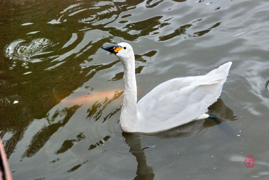 3.16，阴，花儿开锦鲤游  周鸣天