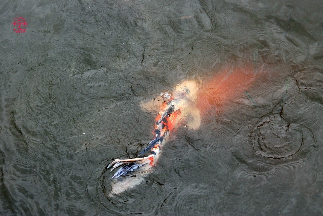 3.16，阴，花儿开锦鲤游  周鸣天