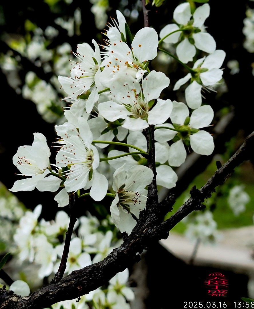 3.16，阴，花儿开锦鲤游  周鸣天