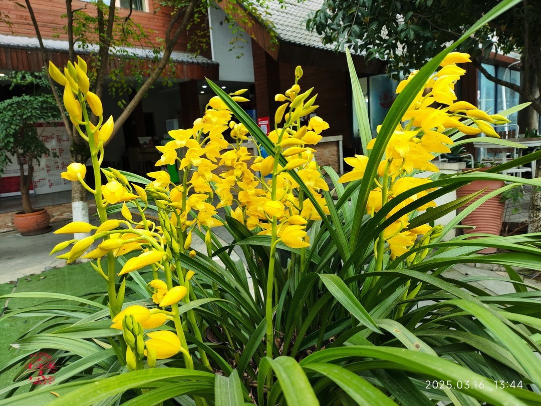 3.16，阴，花儿开锦鲤游  周鸣天