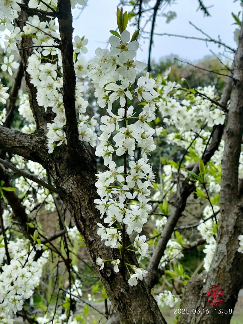 3.16，阴，花儿开锦鲤游  周鸣天