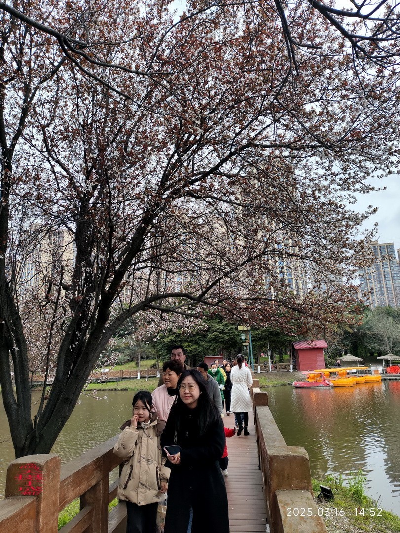 3.16，阴，花儿开锦鲤游  周鸣天