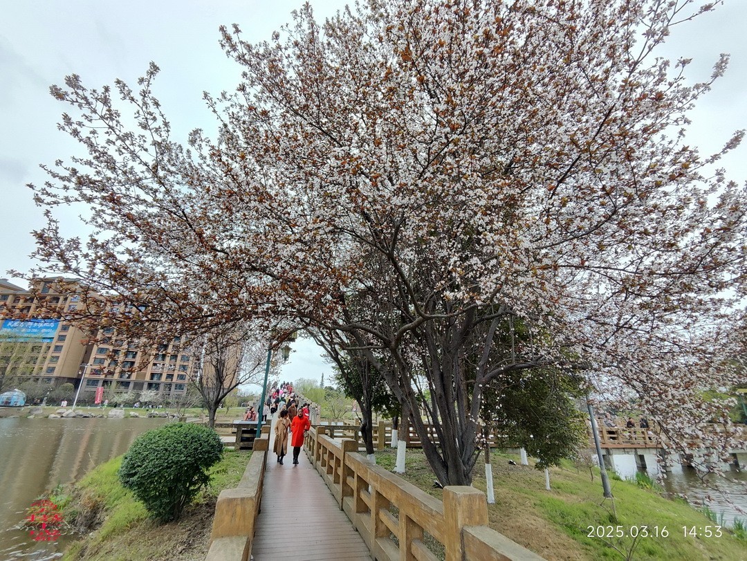 3.16，阴，花儿开锦鲤游  周鸣天