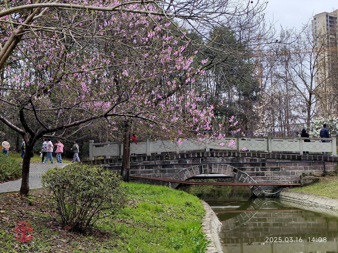 3.16，阴，花儿开锦鲤游  周鸣天