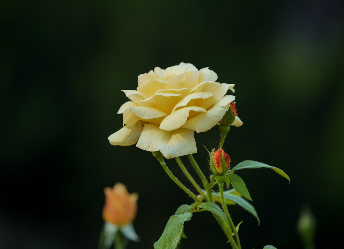 月季花（8）