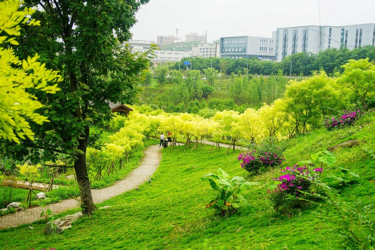 竹溪河公园花田湿地广场