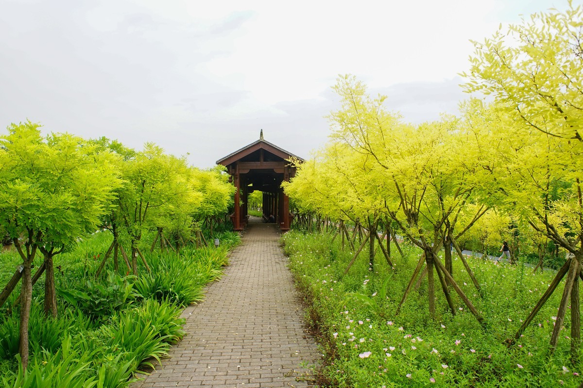 竹溪河公园花田湿地广场