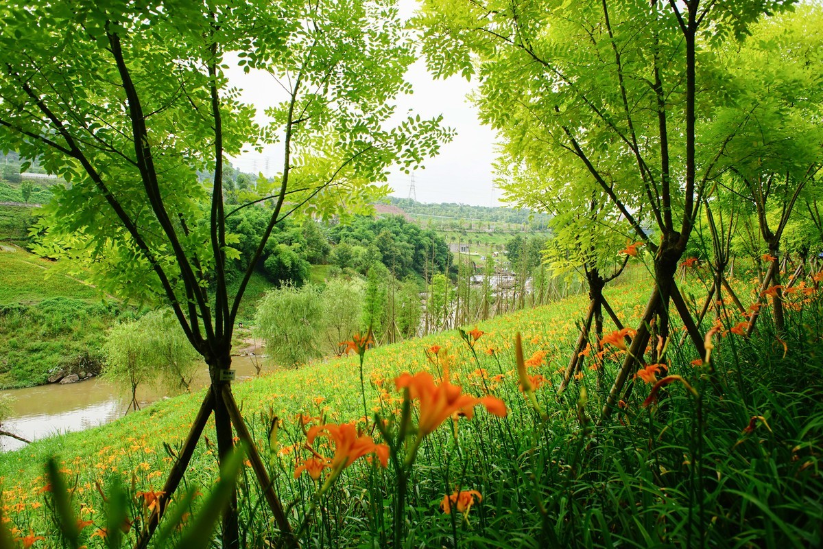 竹溪河公园花田湿地广场