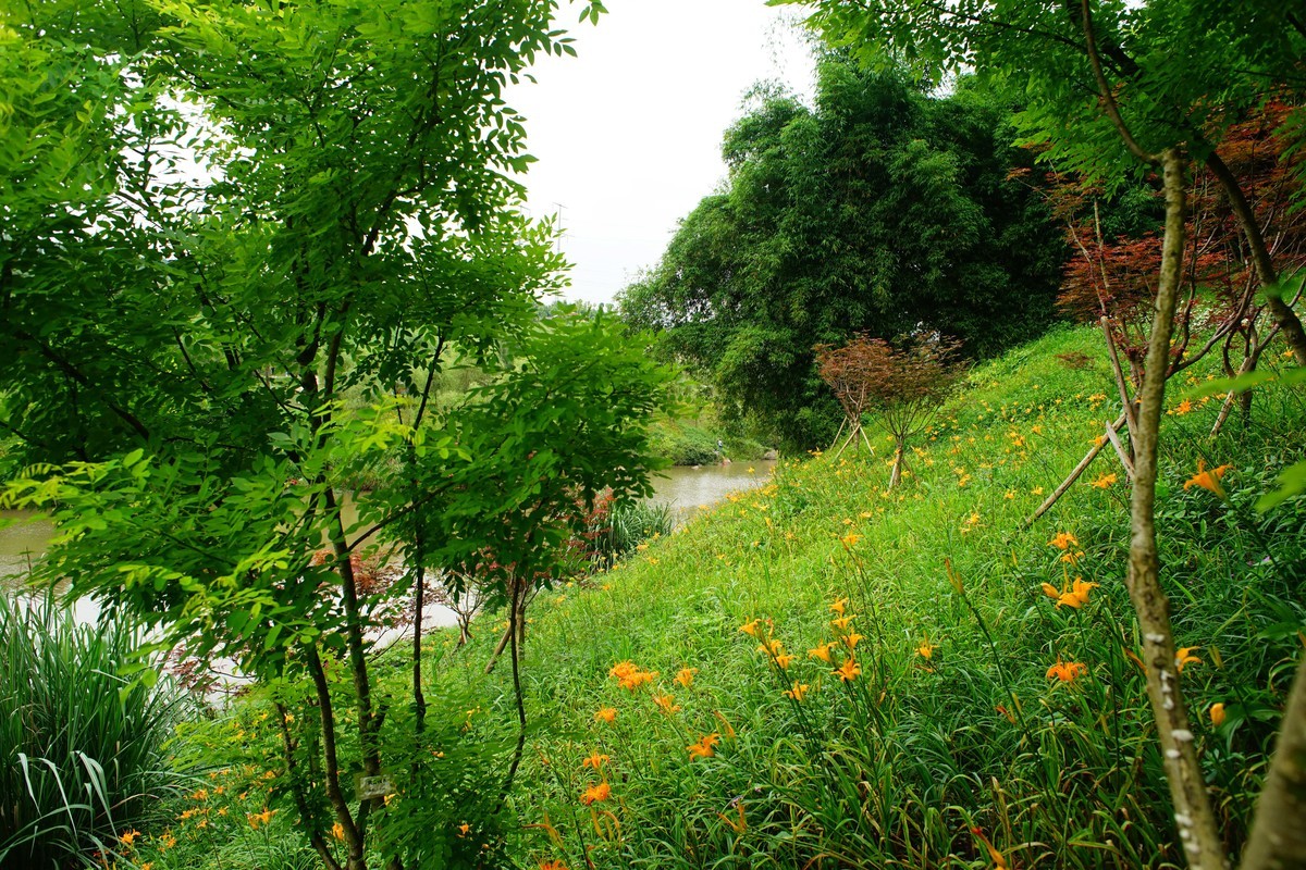 竹溪河公园花田湿地广场