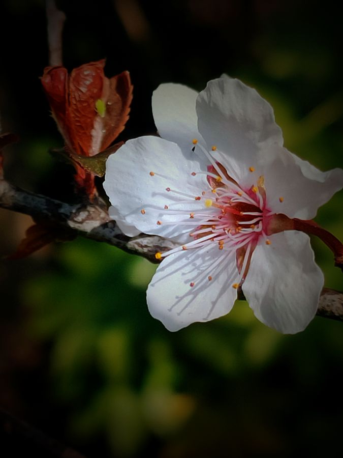 花卉系列【3870】