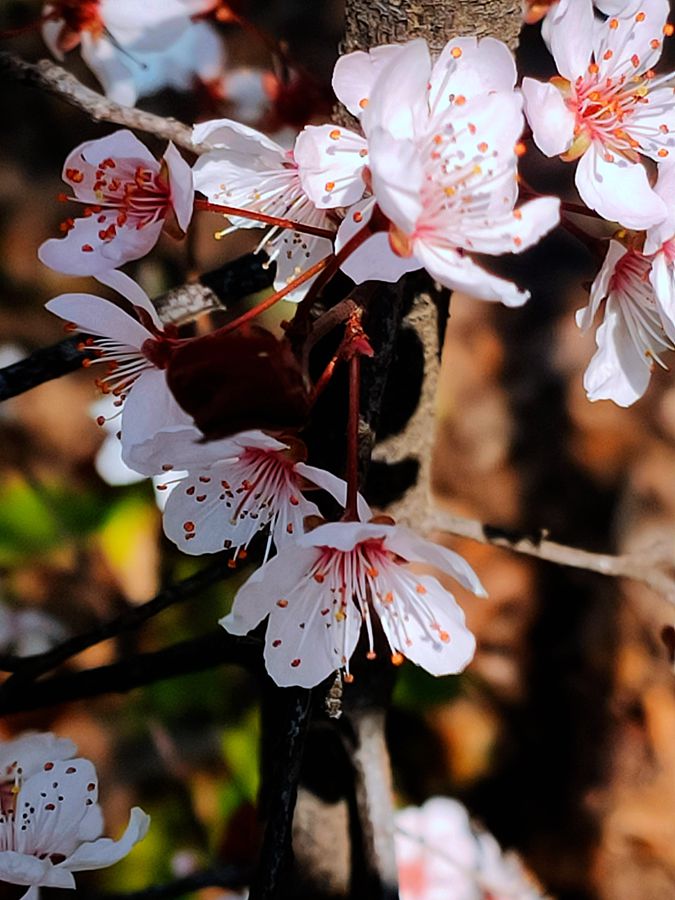 花卉系列【3870】