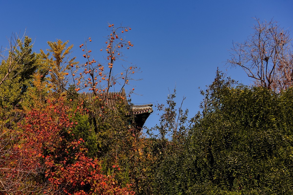 2022年第906贴-香山公园红叶季-1（1104F）