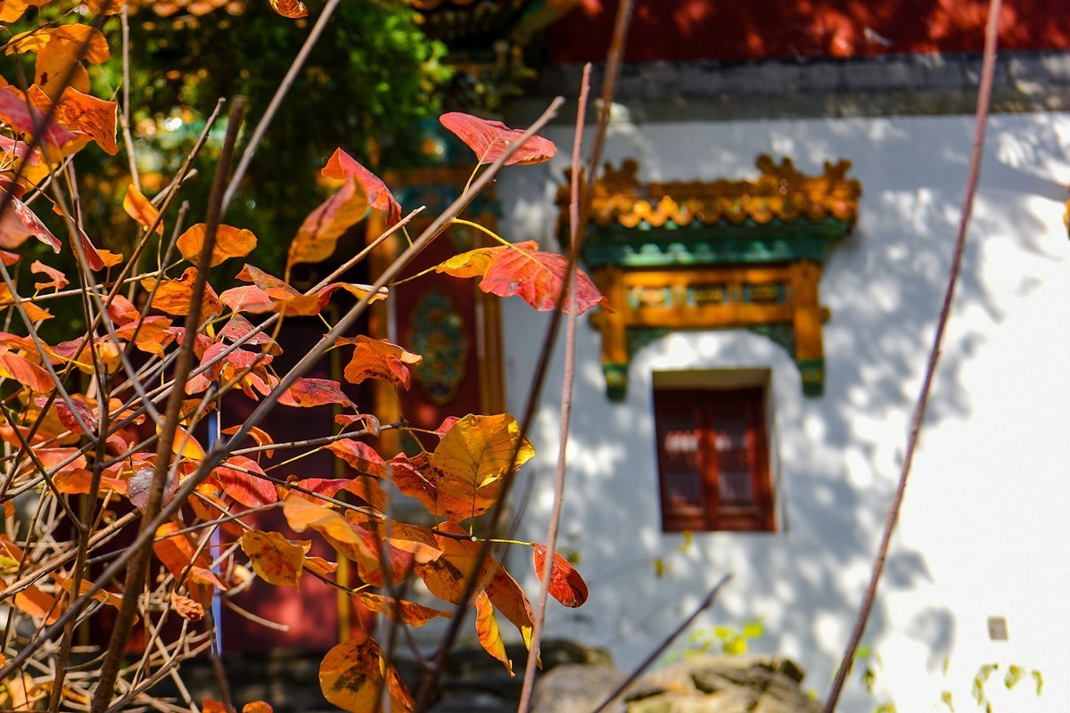 2022年第907贴-香山公园红叶季-2（1104F）