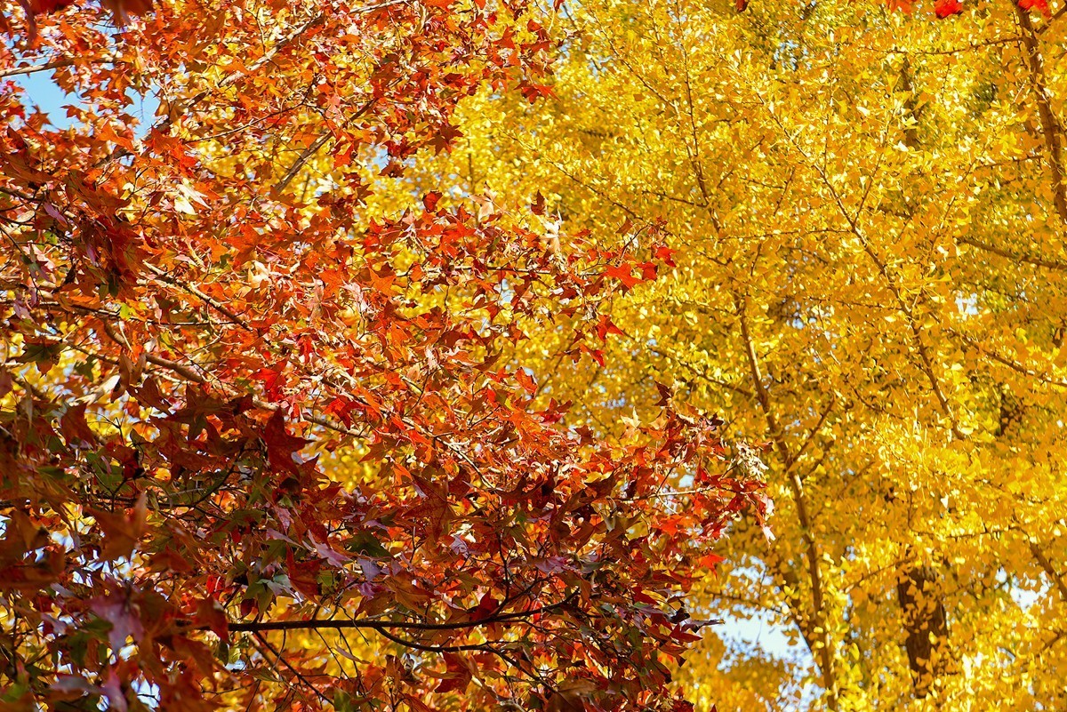 2022年第907贴-香山公园红叶季-2（1104F）