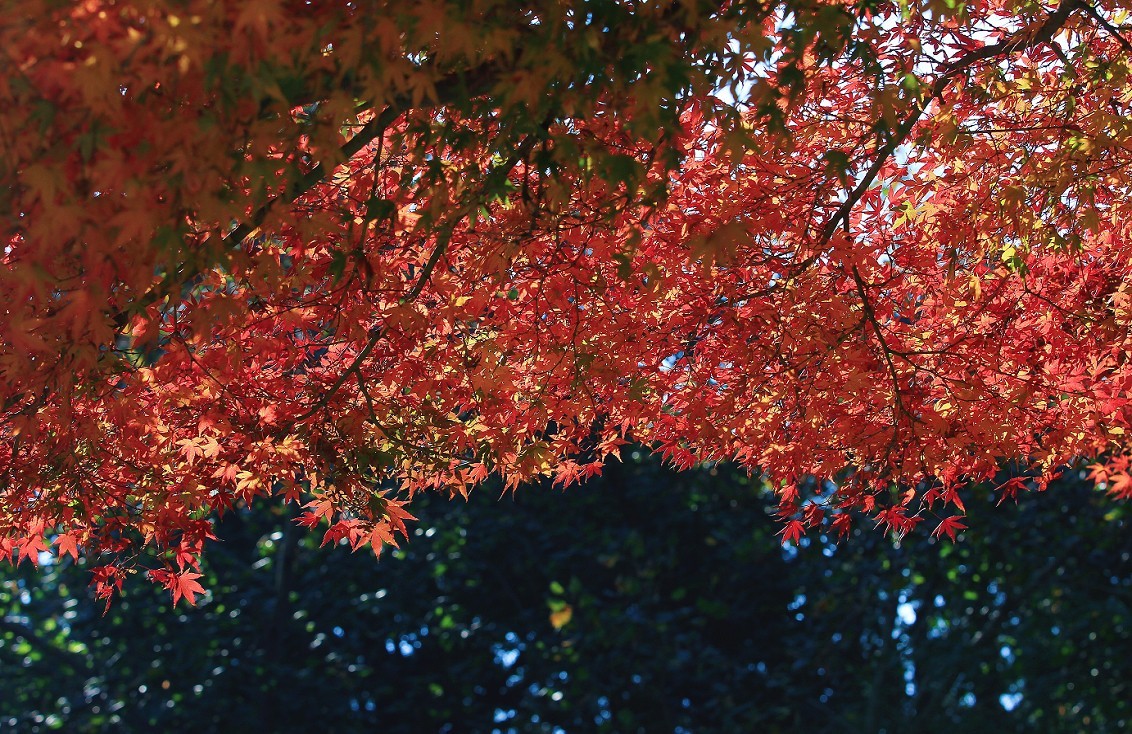 2023年元月一日新年第一帖。祝大家新年快乐万事如意！